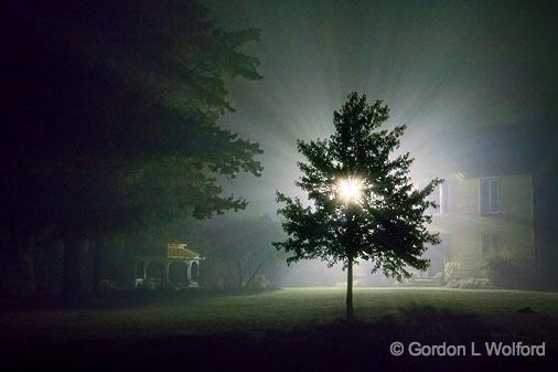 Tree In Night Fog_16387-92.jpg - Photographed at the Heritage House Museum in Smiths Falls, Ontario, Canada.